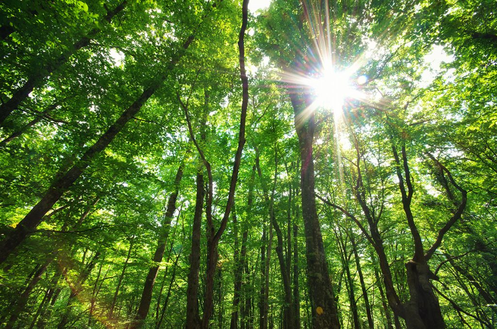 Cuidado ambiental